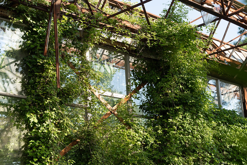 Greenhouse #08